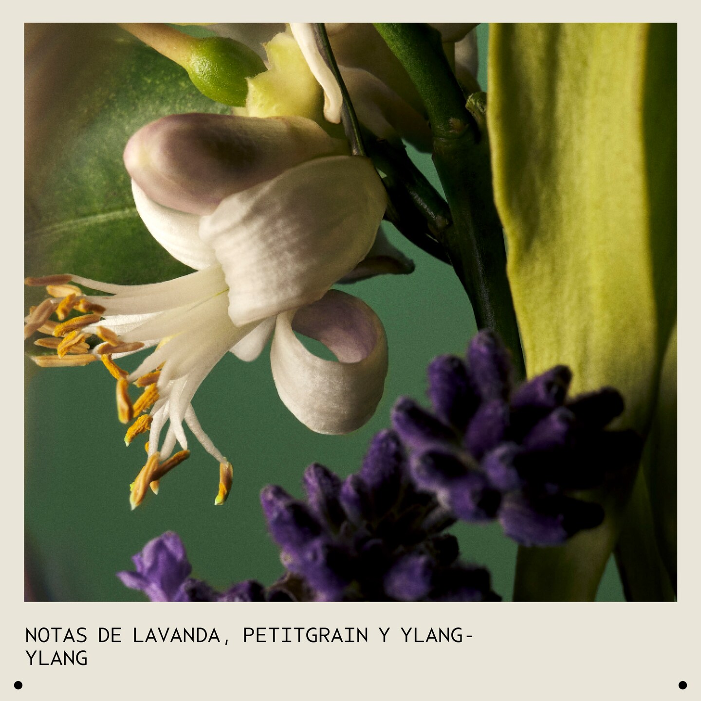 AVEDA Abundant Blowout Espray voluminizador 30ml - Imagen 4